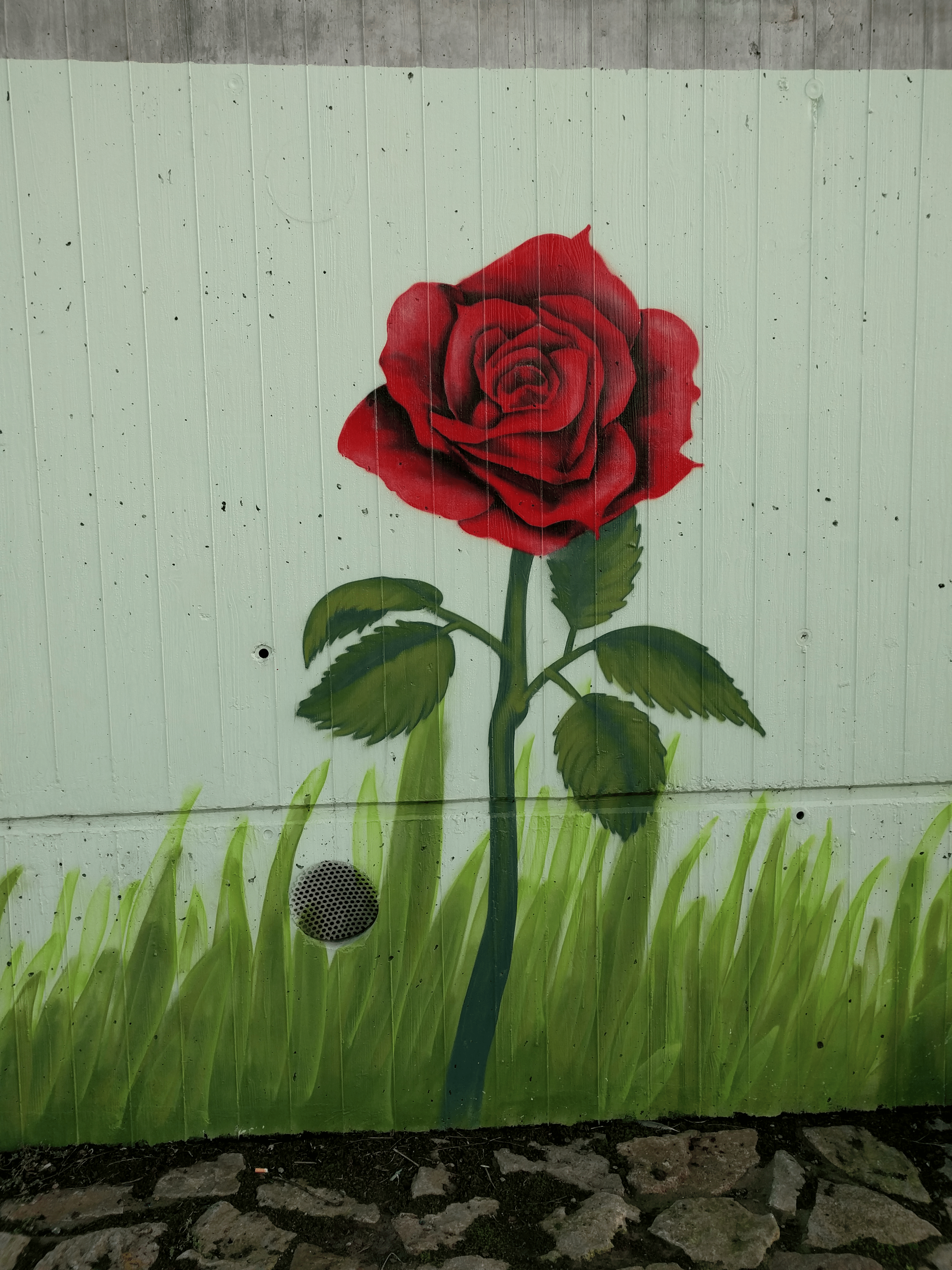 rose5x rose5x rose5x rose5x